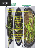 Entregar Proyectos de Plantas Carnivoras