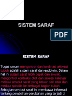 Sistem Saraf Revisi