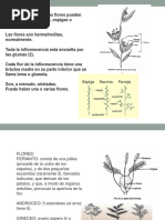 Cont Tema 2. Morfología de Especies Forrajeras