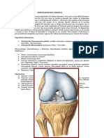 Artic. Rodilla