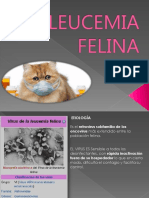 Leucemia Felina