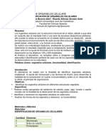 Identificación de Organelos Celulares Del Tomate y La Cebolla