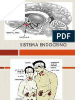 Sistema Endocrino Pato