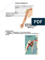 Vascularizatia Membrelor 2
