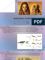 Anatomía Comparada