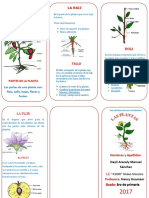 TRIPTICO de Las Plantas