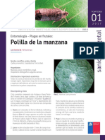  Polilla Manzana