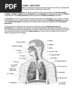 Sistema Respiratorio