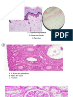 A. Name The Epithelium B. Name The Organ C. Function