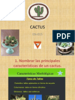 Especialidad Cactus