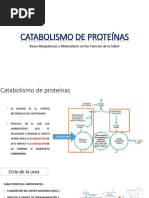 Catabolismo de Proteínas