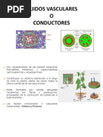 Tejidos Vasculares