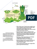 Siklus Hidup Lumut Tanduk