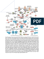 NF KappaB Pathway