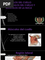 Musculos Del Cuello