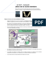 Ue MCF Formation de La Racine Dentaire 233adac82b