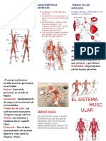 Triptico El Sistema Muscular