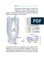 Sistema Circlatorio en Animales