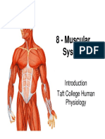 8 - Muscular System: Taft College Human Physiology