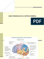 Áreas Funcionales de La Corteza Cerebral