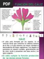 Caliz Flor