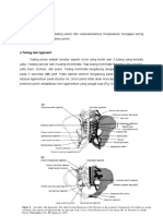 Anatomi Pelvis