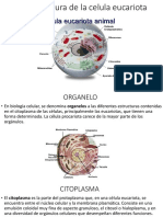 7-2 Estructura de La Celula Eucariota