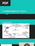 Plasmodium Life Cycle