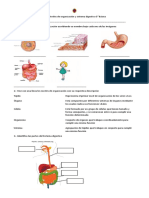 Guía Niveles de Organización y Sistema Digestivo 5