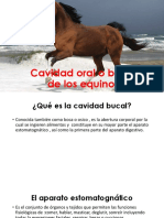 Cavidad Oral o Bucal de Los Equinos