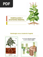 Morfología y Anatomía Vegetal 2