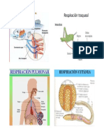Respiracion Branquial, Pulmona, Traqueal y Cutanea