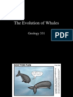 The Evolution of Whales: Geology 331