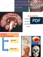 Musculos de La Oclusión