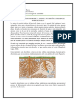 Importancia Del Sistema Radicular en La Nutrición