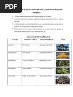 Características de La Especie PINOPHYTA