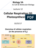 Introduction To Cell & Molecular Biology: Cellular Respiration (II) Photosynthesis (I)