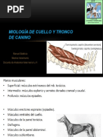 Miología de Cuello y Tronco de Canino