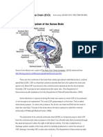 External Ventricular Drain