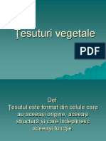 Tesuturi Vegetale