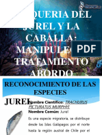 Manipuleo de Caballa y Jurel