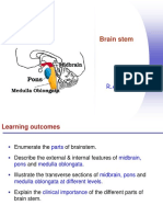 22 - Brain Stem (Neu)