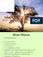 REINO PLANTAE Características Dos Grupos