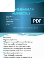 Perkembangan Ambioxus