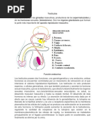 Testículos y Ovarios