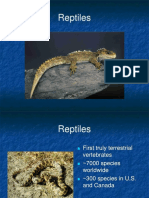 319 Reptiles