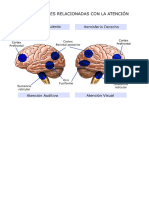 Clasificación de Alteraciones Neuropsicológicas Según Localización Hemisférica y Según Territorios Vasculares