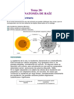 Morfologia Interna de Raiz