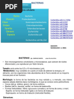 Bacterias S