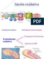 Fosforilacion Oxidativa